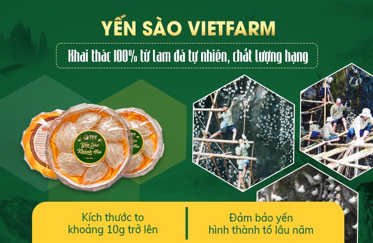 Yến hoang khai thác 100% tại các kam đá và hang động tự nhiên